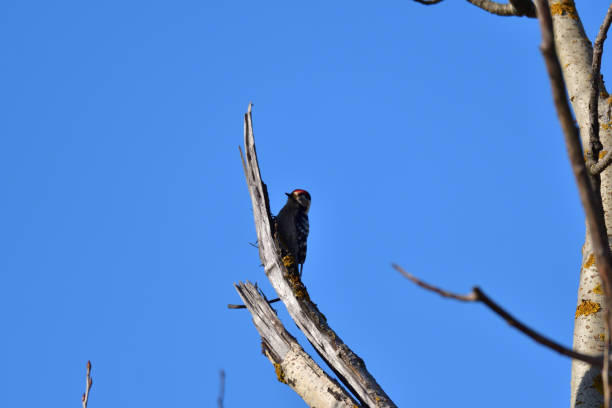 istock Red woodpecker eating insect from he branch 1130294839