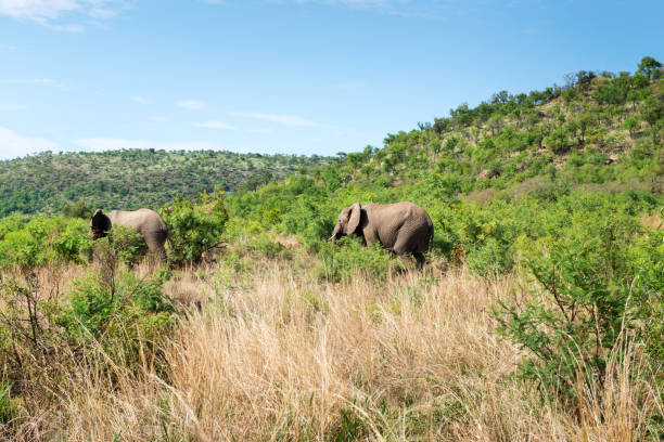 istock Elephants in South Africa 1130294892