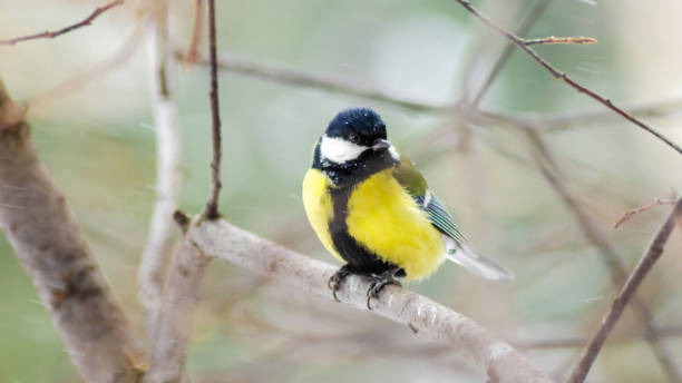 istock Tit on a branch in the winter snow blizzard 1130297356