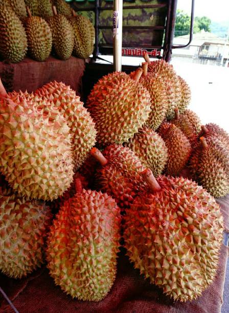 istock Durain - popular tropical fruit - Thailand 1130297383