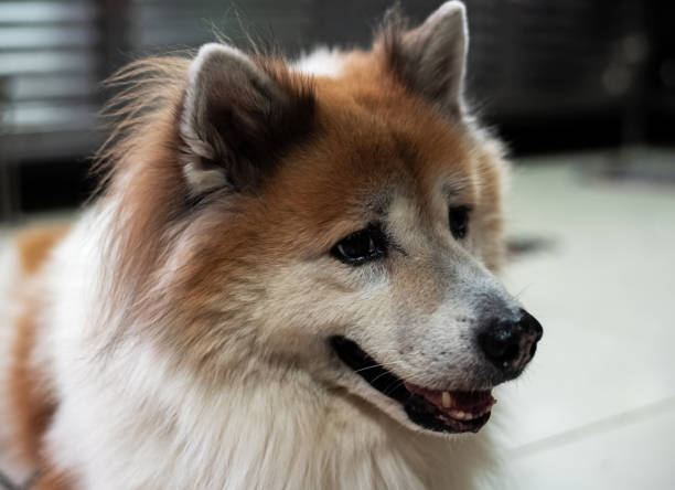 Close up dog face,looking something with wonder eyes,blurry light around