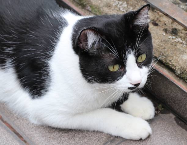 istock the black and white cat 1130297552