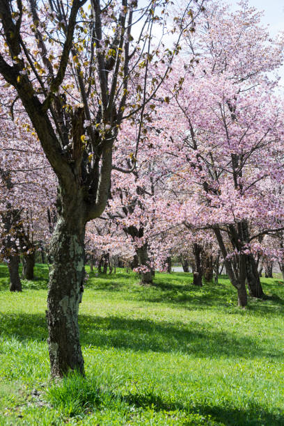 istock Scenery of cherry blossoms in full bloom 1130297676