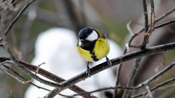 istock Tit on a branch in the winter snow blizzard 1130297693