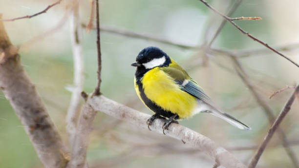 istock Tit on a branch in the winter snow blizzard 1130297699