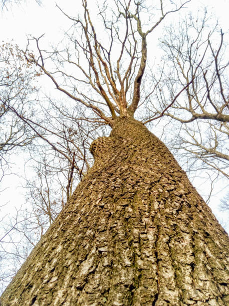 istock from the bottom perspective of a tree trunk 1130298384