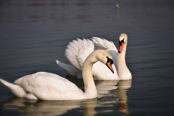Pair of swans have love dance at river Danub