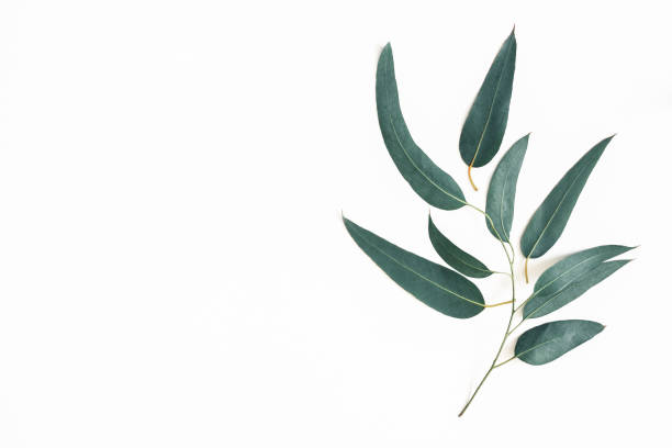 folhas de eucalipto em fundo branco. teste padrão feito de ramos de eucalipto. vista plana leiga, topo, cópia espaço - eucalipto - fotografias e filmes do acervo