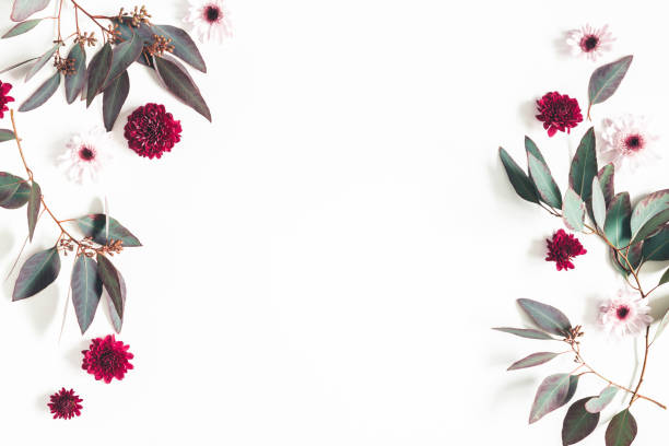 istock Flowers composition. Eucalyptus leaves and pink flowers on white background. Flat lay, top view, copy space 1130298882