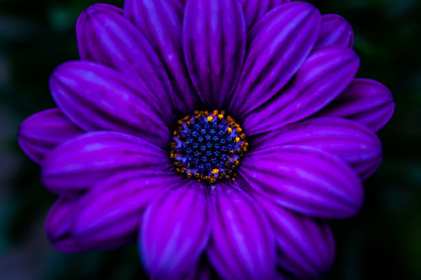 istock Purple flower close-up image 1130299054
