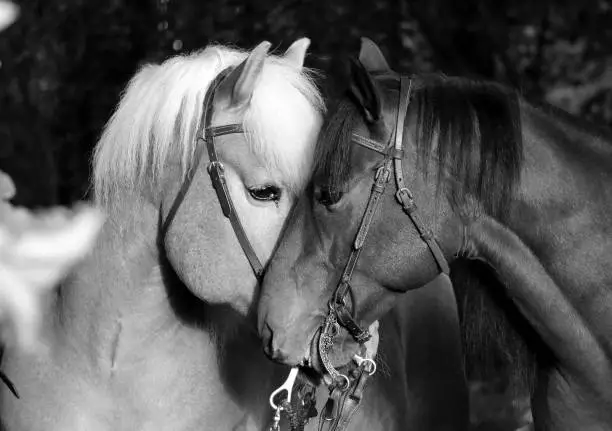 Photo of black and white cuddling horses