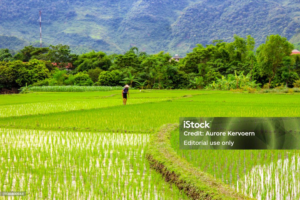 Ban Lac, Mai Chu region, North Vietnam, August 2017 Ban Lac, Mai Chu region, North Vietnam, August 2017, woman working in rice fields. Mai Chau Valley Stock Photo