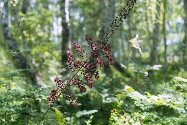 istock Blooming black false hellebore (Veratrum nigrum L.) on a green background in in a birch forest. 1130301558