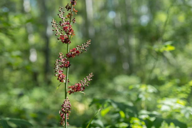 istock Blooming black false hellebore (Veratrum nigrum L.) on a green background in the forest. 1130301569