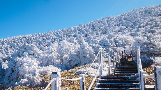 Frost-covered trees at the top of Mt. Hallasan during early winter