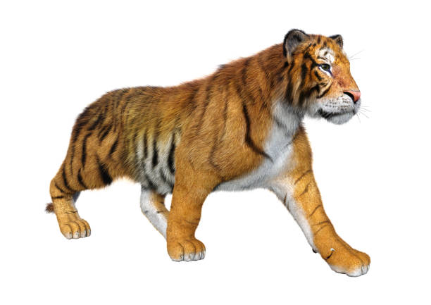 istock 3D illustration big cat tiger on white 1130303530
