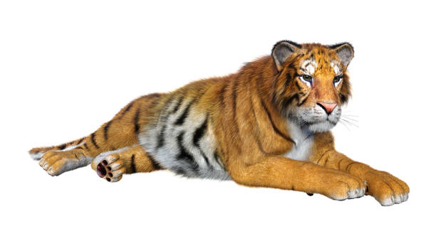 istock 3D illustration big cat tiger on white 1130303533