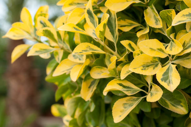 Plant Ligustrum ovalifolium Aureum Plant Ligustrum ovalifolium Aureum on the street privet stock pictures, royalty-free photos & images