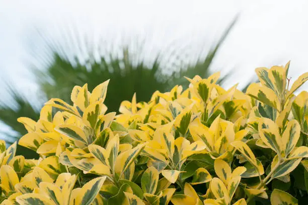 Plant Ligustrum ovalifolium Aureum on the street