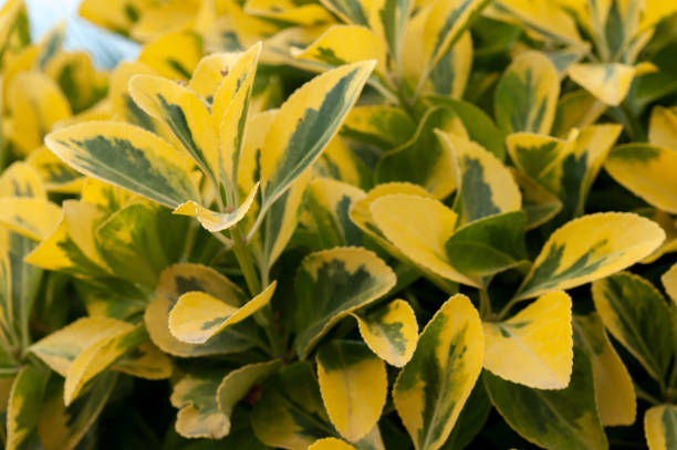 pianta ligustrum ovalifolium aureum - privet foto e immagini stock