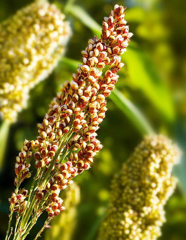 Farming Quinoa plants field
