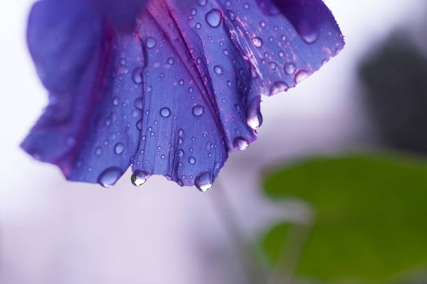 Blue Ipomoea flower twisting creeper close-up