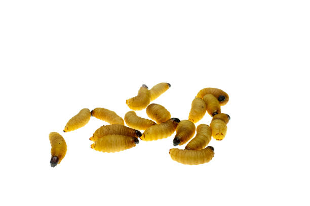 istock Red palm weevil larvae on bamboo leaves background 1130307800