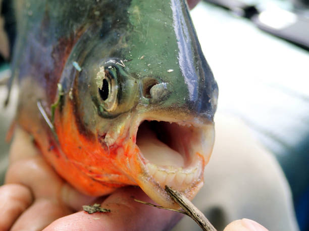 istock Teeth of piranha - Peru South America 1130307964