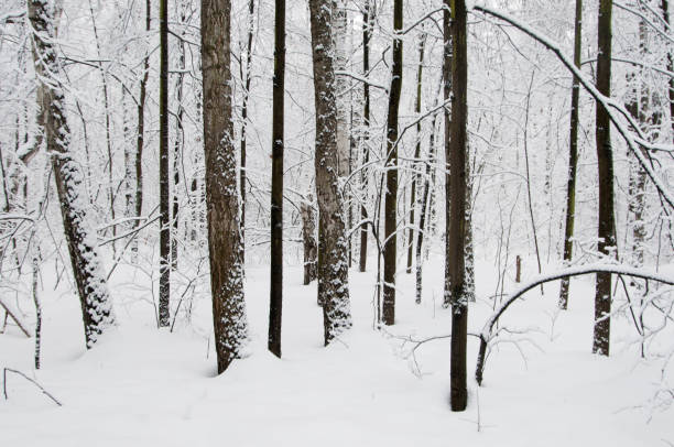 istock Winter landscape with a park 1130309337