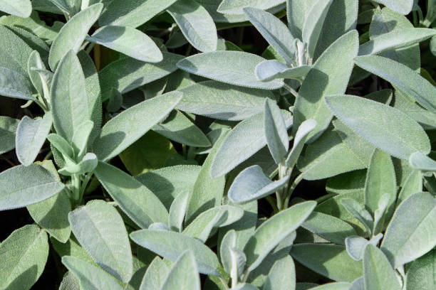 istock Sage plants outdoor 1130309438