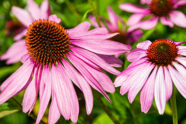 istock Echinacea flowers close up 1130310273