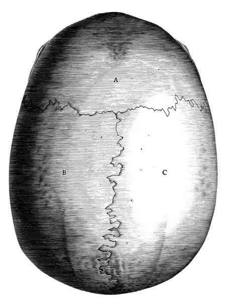 античная винтажная иллюстрация верх�него вида черепа человека, изолированного на белом фоне - anatomy the human body human bone white background stock illustrations