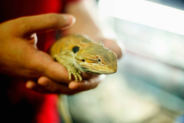 istock Close up yellow sleeping lizard on human hands 1130310726