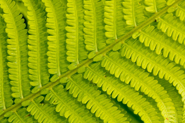 istock Close up detail in a fern leaf 1130311083
