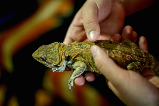 istock Close up yellow sleeping lizard on human hands 1130311646