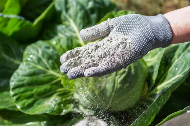 Cabbages are sprinkled by worker  with ashes for protection from the pests