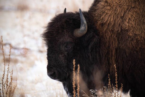 istock Buffalo in the snow 1130312037