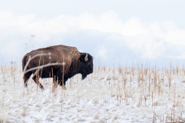 istock Buffalo in the snow 1130312049