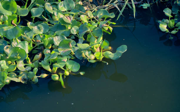 istock Common water hyacinth, Eichhornia crassipes, floating in pond water 1130312428