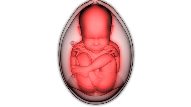 istock Fetus (Baby) in Womb Anatomy 1130313182