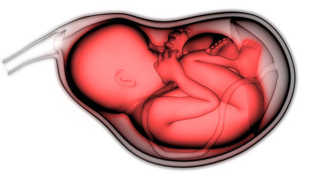 istock Fetus (Baby) in Womb Anatomy 1130313190