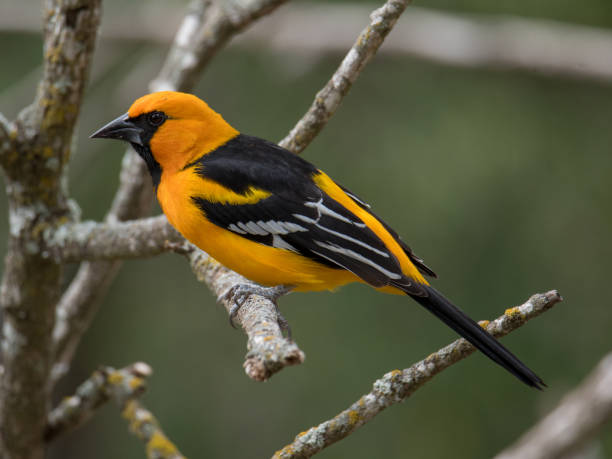 istock Altamira Oriole 1130313306