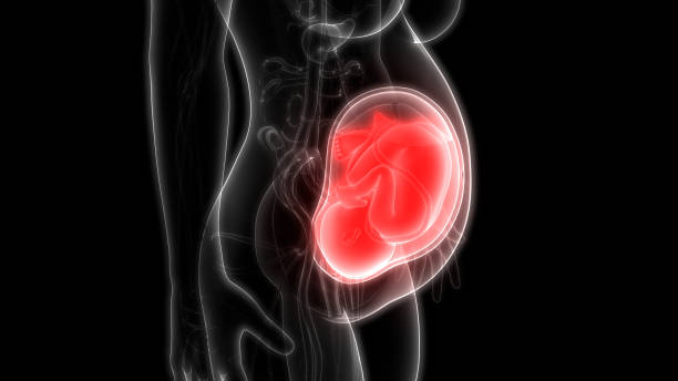 istock Fetus (Baby) in Womb Anatomy 1130313579