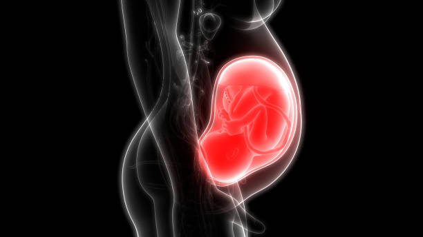 istock Fetus (Baby) in Womb Anatomy 1130313601