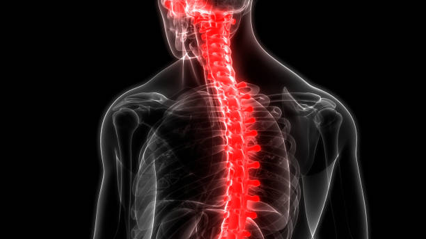 istock Human Skeleton System Vertebral Column Anatomy 1130313704