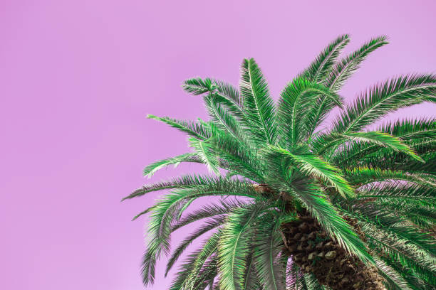 istock Palm tree and sky toned pink color. Summer background with copy space. 1130314120