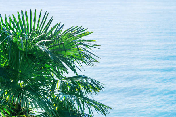 palmeras de hojas verdes contra el azul del mar. fondo de verano con espacio de copia. - 7003 fotografías e imágenes de stock