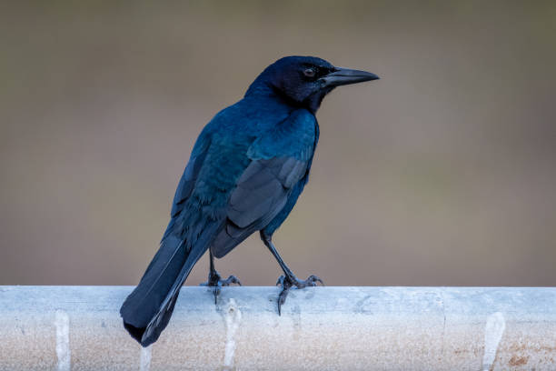 꼬리 grackle 보트 - quiscalus 뉴스 사진 이미지