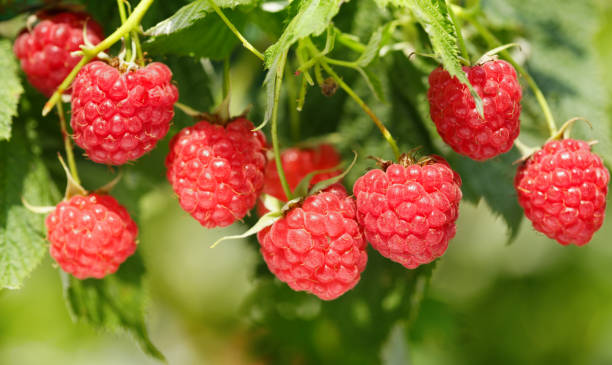 istock ripe raspberries in a garden 1130315110