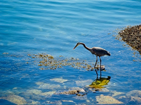 Great Blue Heron wading in the water at the low tide in Sidney on Vancouver Island, British Columbia, Canada